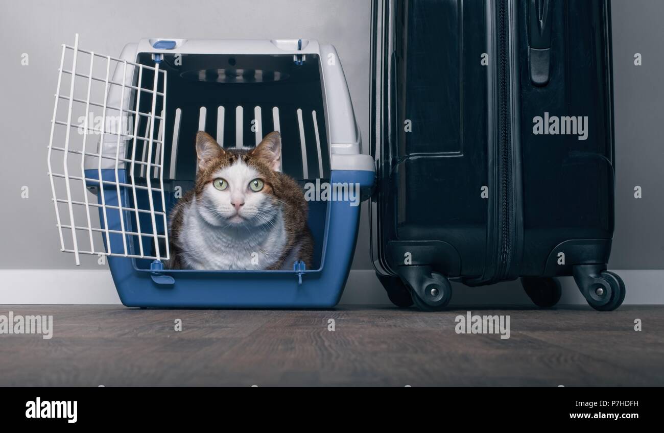Traveling with a cat - Tabby cat looking anxiously from a pet carrier next to a suitcase. Stock Photo