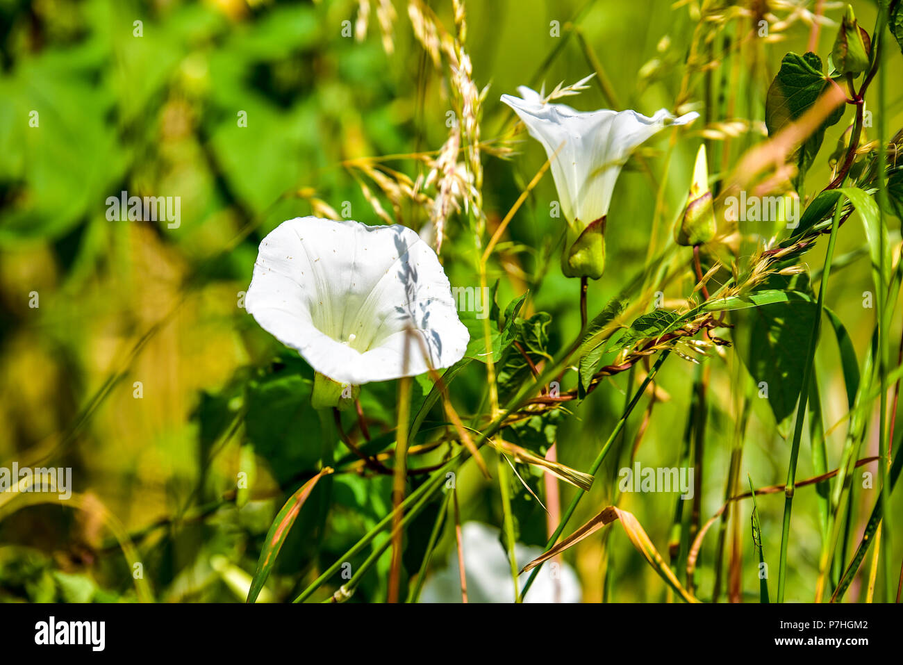White bell flower Stock Photo