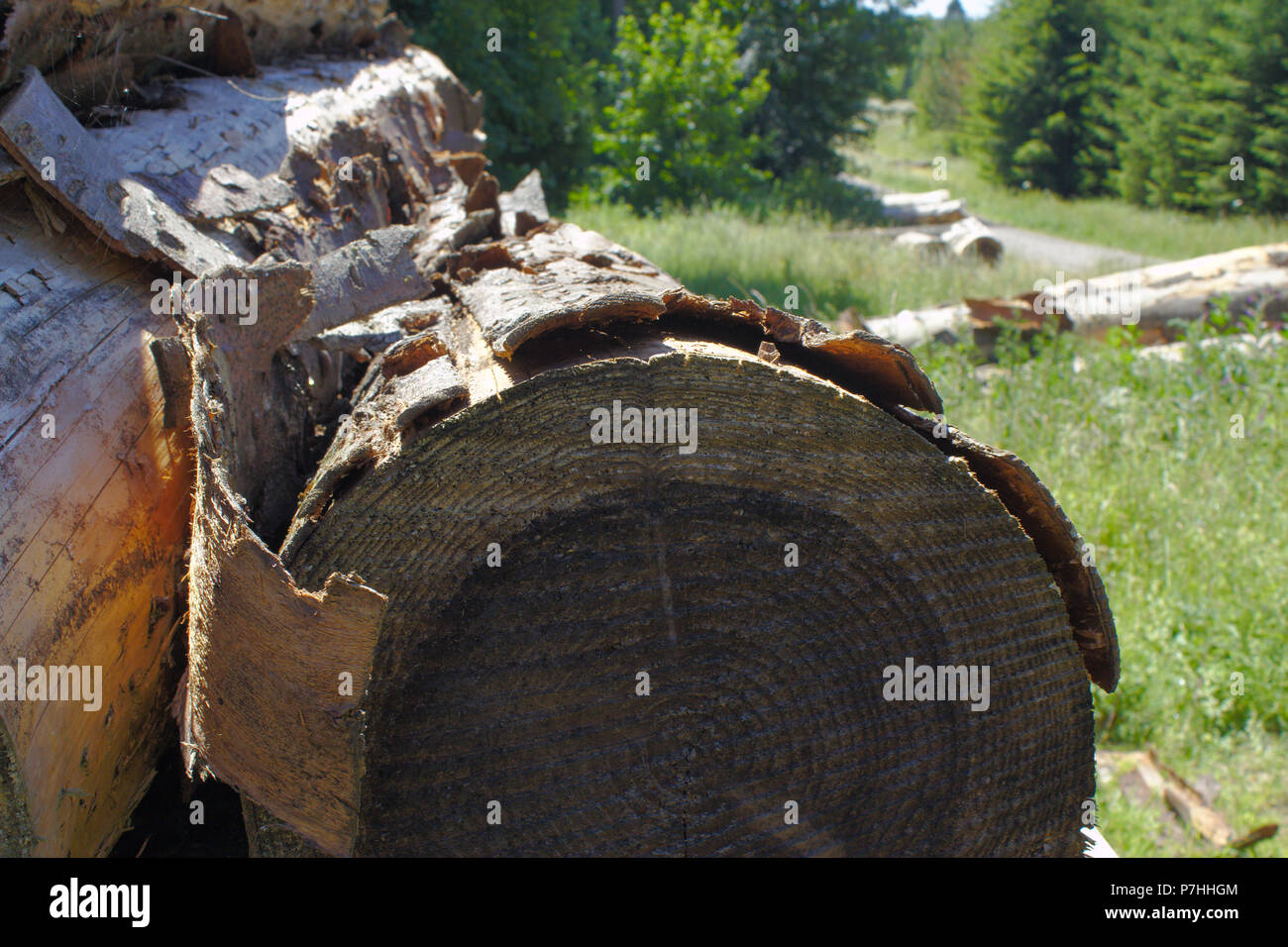 Cut Down Tree Wood Pile Stock Photo Alamy