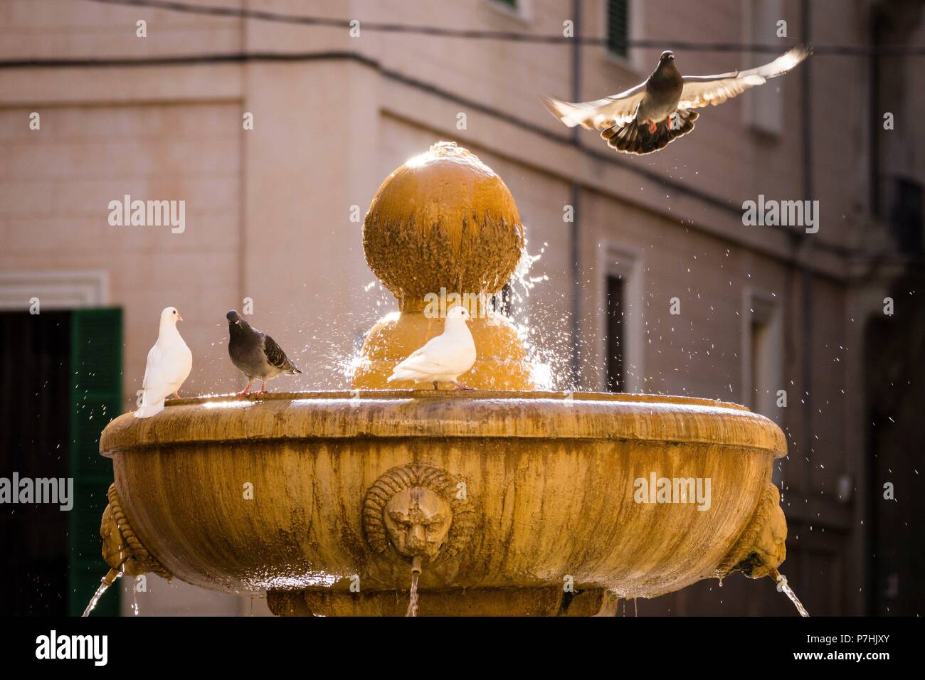 Palomos Refrescandose En La Fuente De La Plaza Sant Jeroni Palma