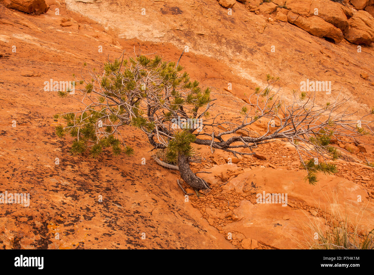 Limber Pine. Canyonlands. Stock Photo