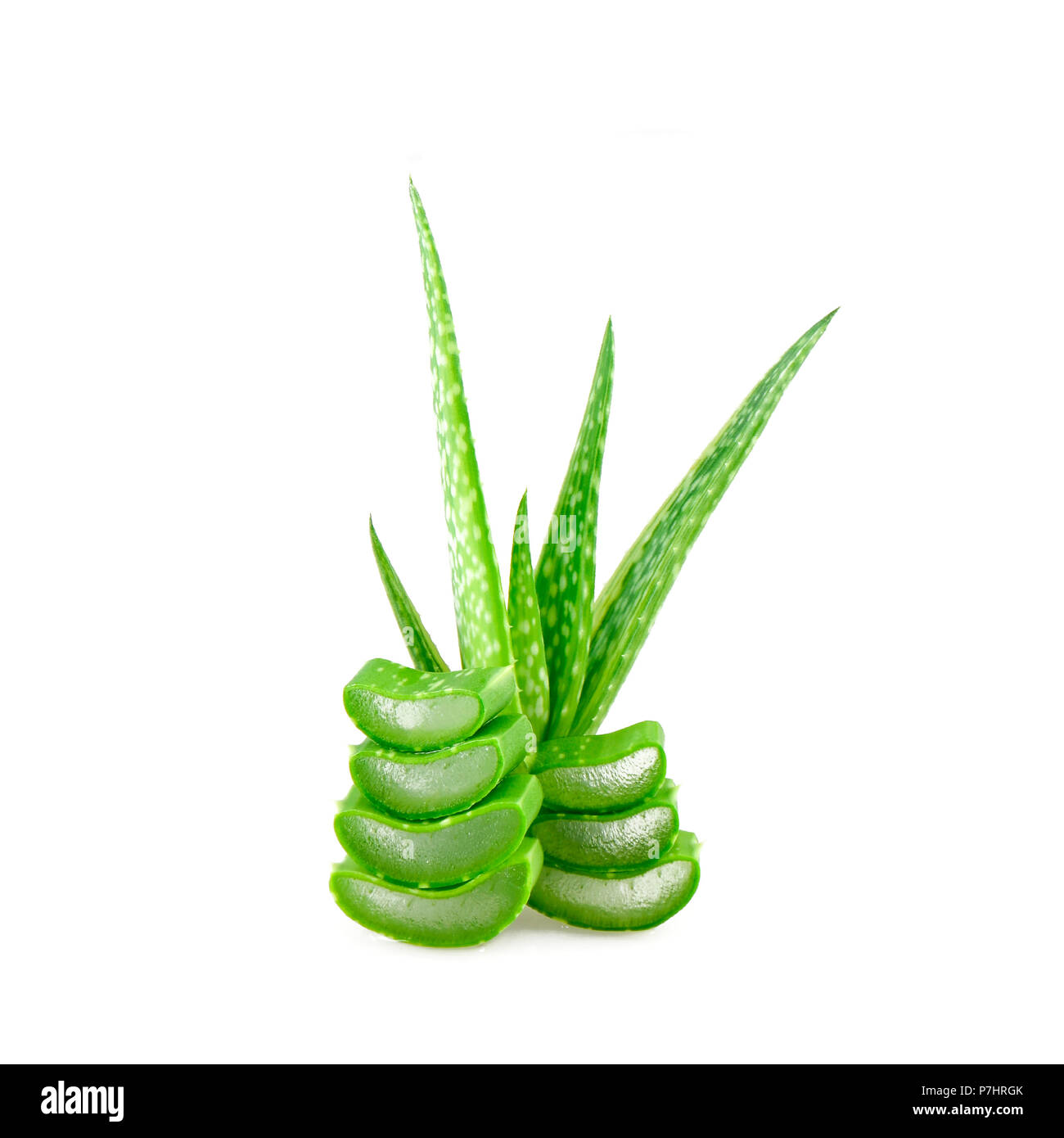 Slice Aloe Vera (Aloe barbadensis Mill.,Star cactus, Aloe, Aloin, Jafferabad or Barbados) a very useful herbal medicine for skin care and hair care Stock Photo - Alamy Slice Aloe Vera (Aloe barbadensis Mill.,Star cactus, Aloe, Aloin, Jafferabad or Barbados) a very useful herbal medicine for skin care and hair care Stock Photo - Alamy