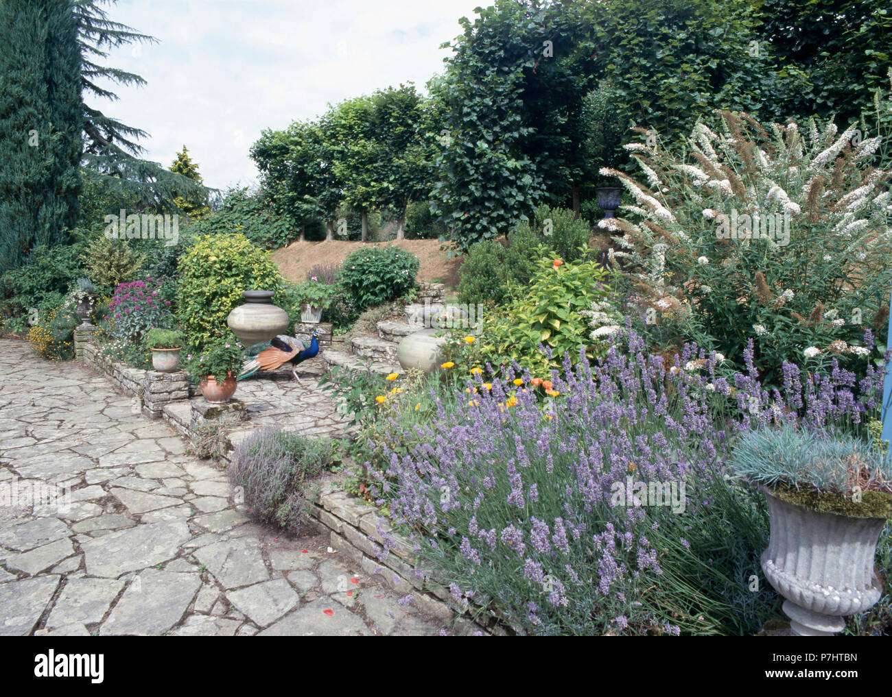 Lavender growing in border in large country garden with crazy-paving path Stock Photo