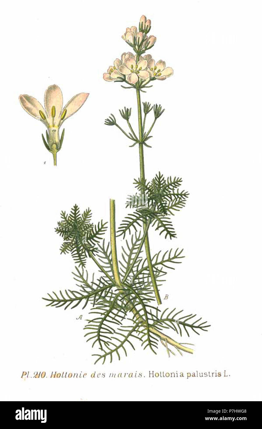 210 Hottonia palustris L Stock Photo Alamy