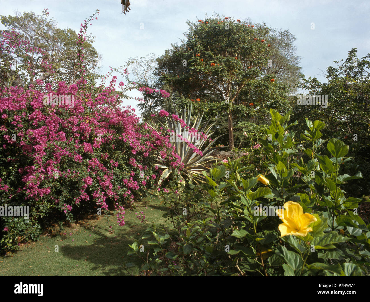 Yellow and pink flowering shrubs in Caribbean garden Stock Photo