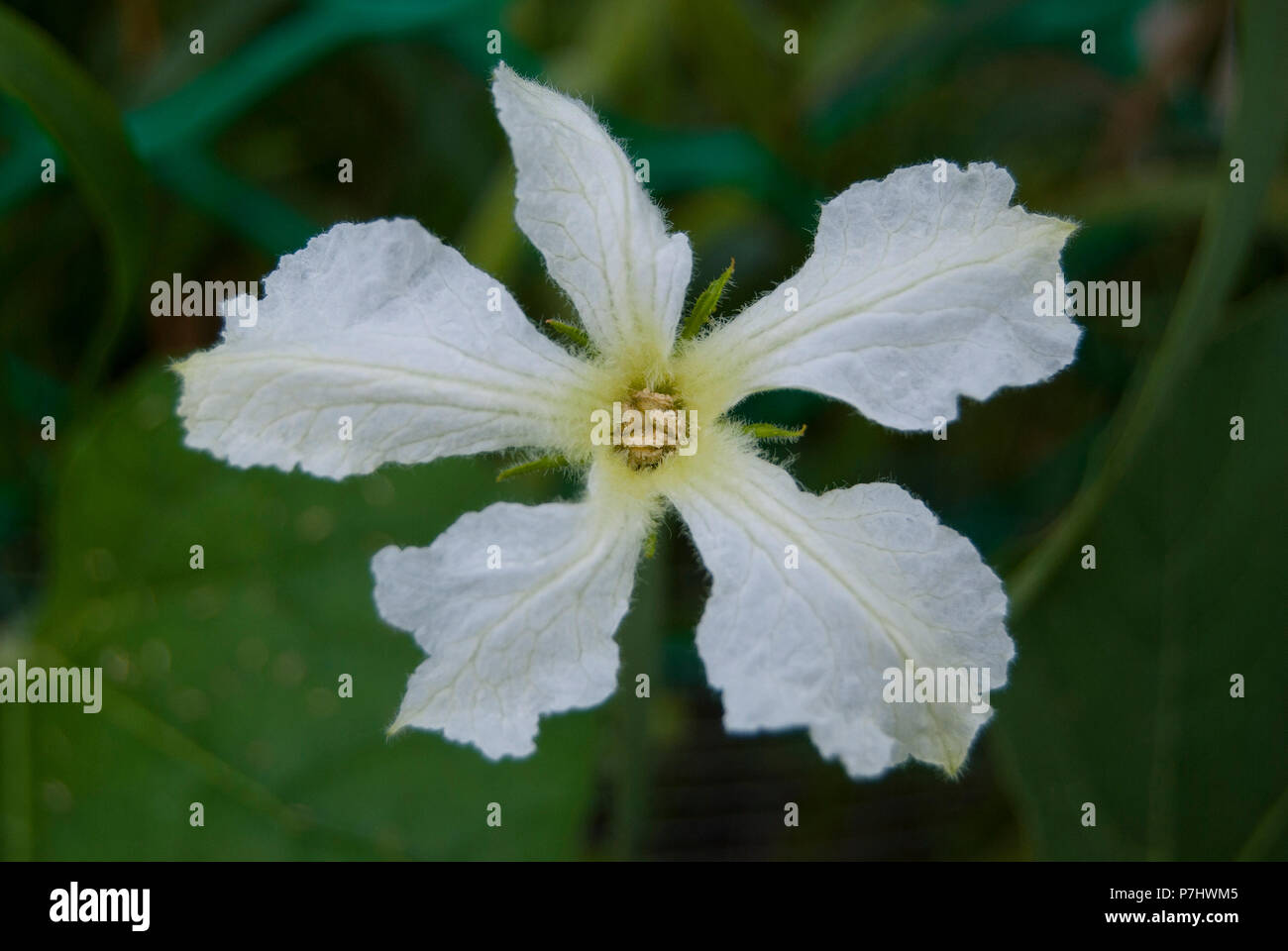 A white delicate flower of vegetable lagenaria blooms in the garden. Stock Photo