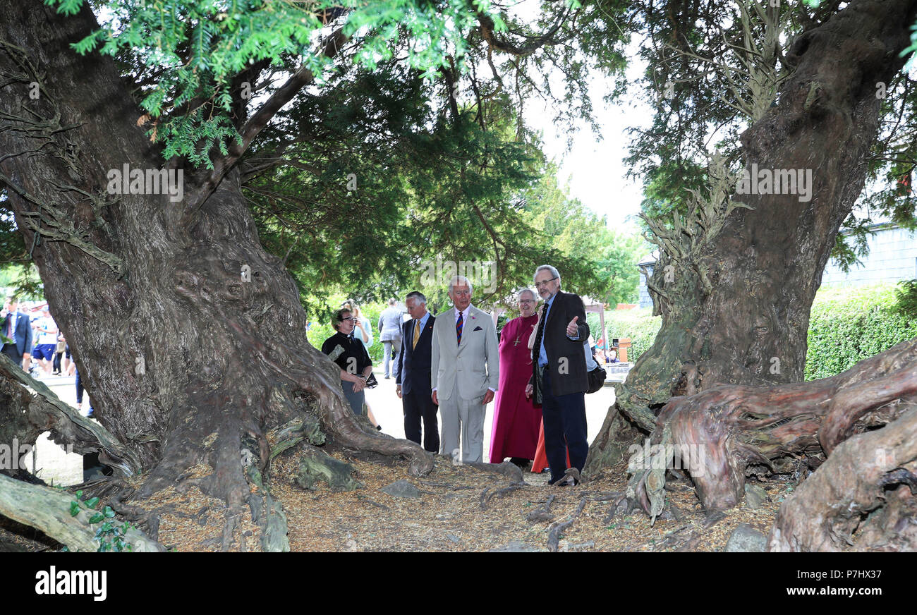 The Prince of Wales looks at the 2000 year old Yew Tree in the gardens of St Digain Church in Llangernyw, Abergele during his five day visit to Wales. Stock Photo