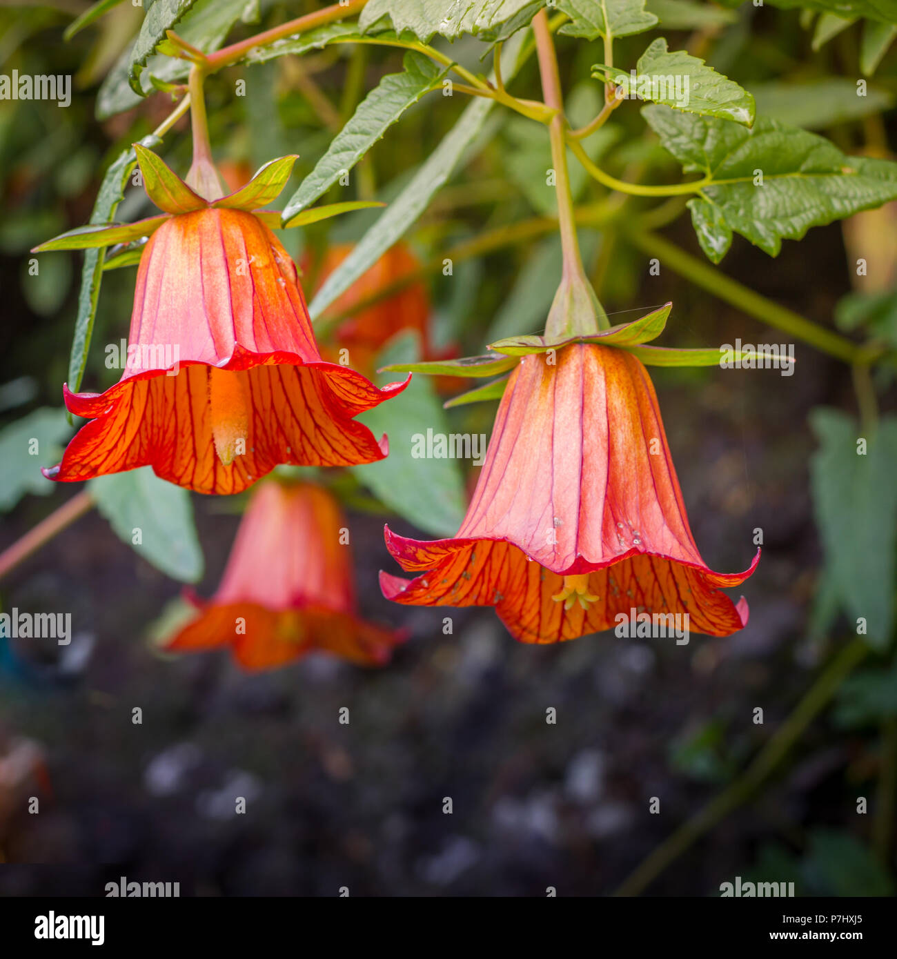 Canarina canariensis, canarian bellflower, endemic to Canary Islands