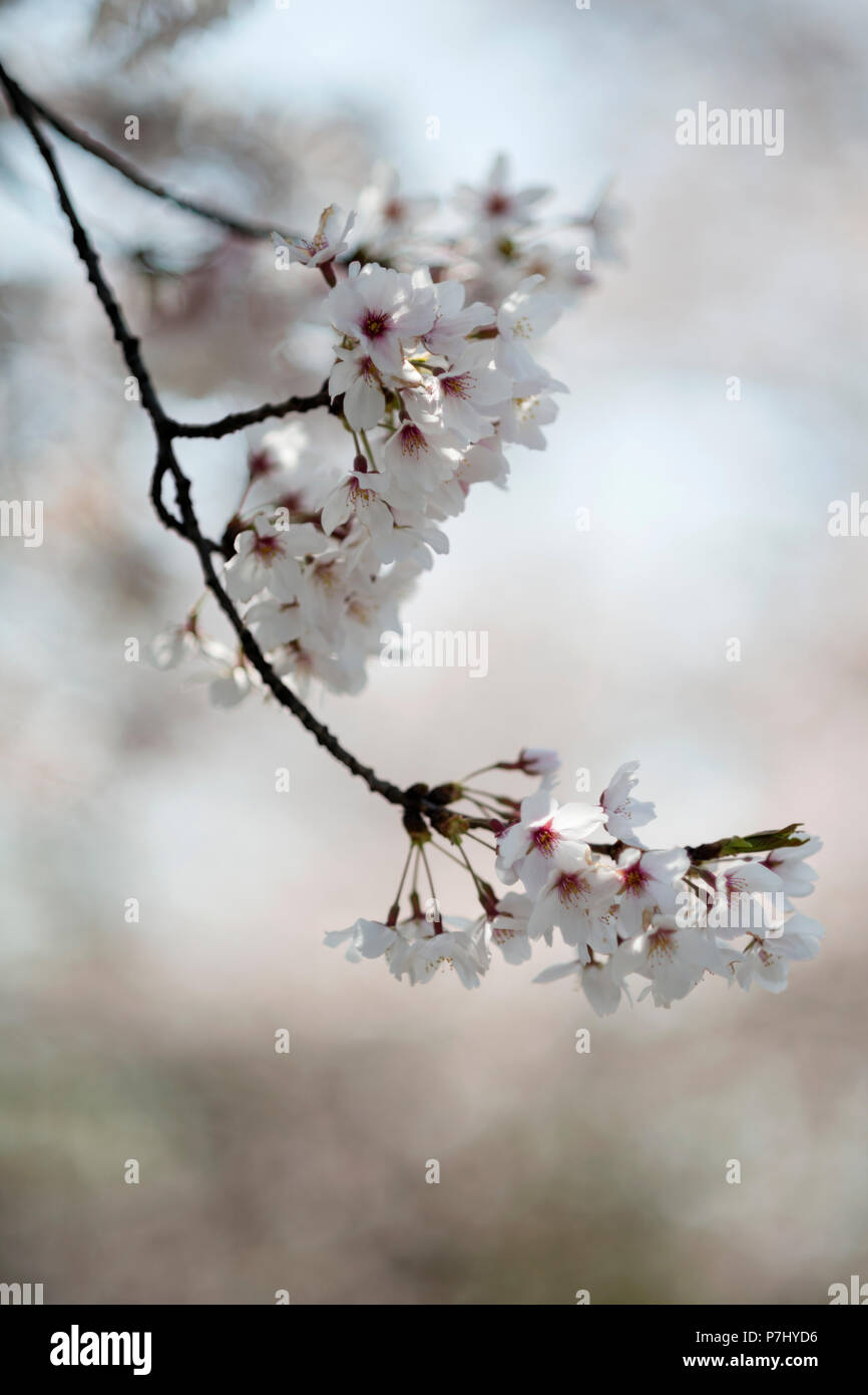 Japanese cherry blossoms. Stock Photo