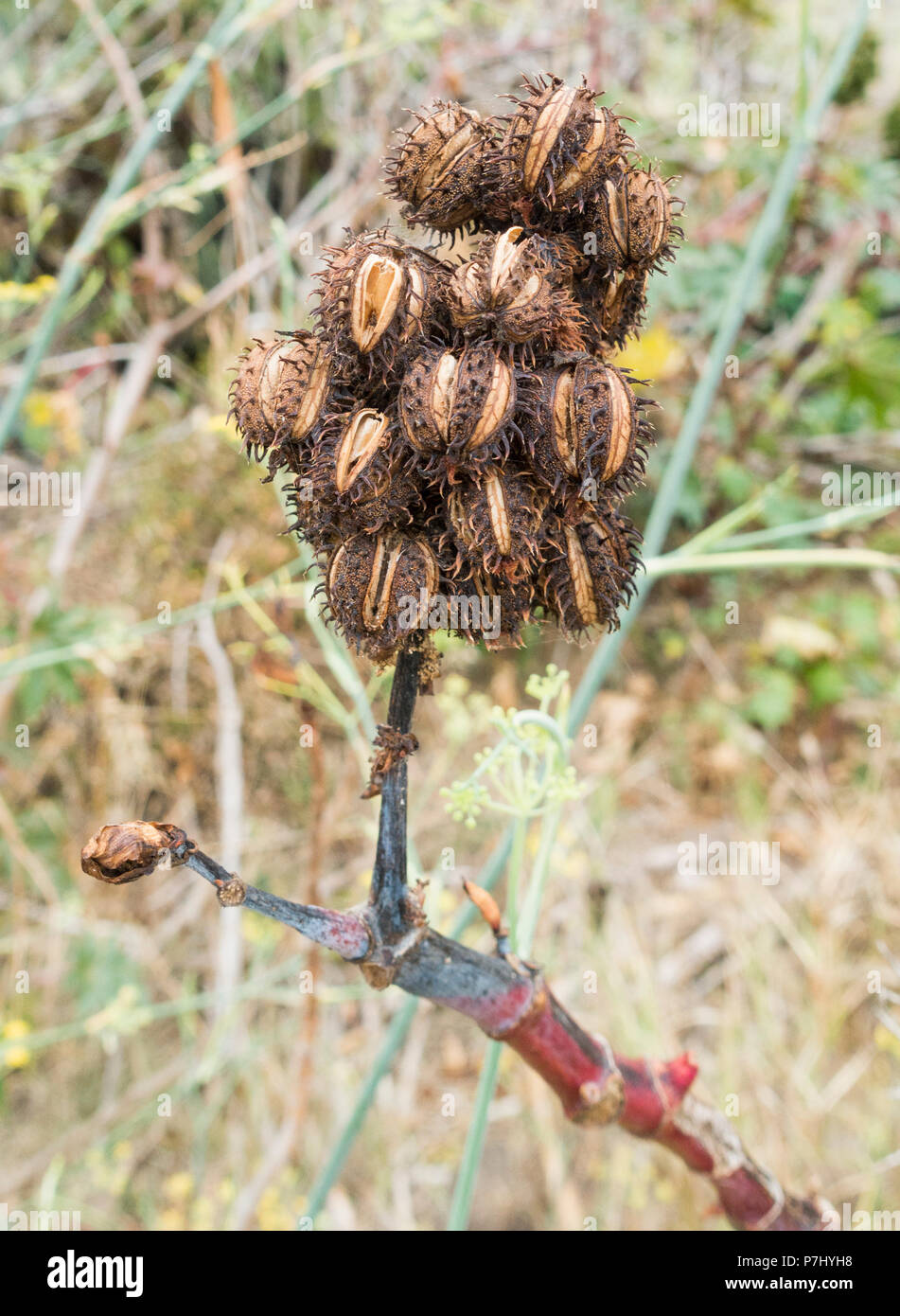 Castor Bean/ Castor oil plant seeds (Ricinus communis) Stock Photo