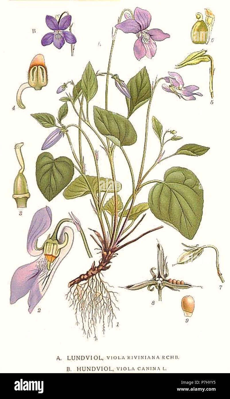 223 Viola riviniana, Viola canina. Stock Photo