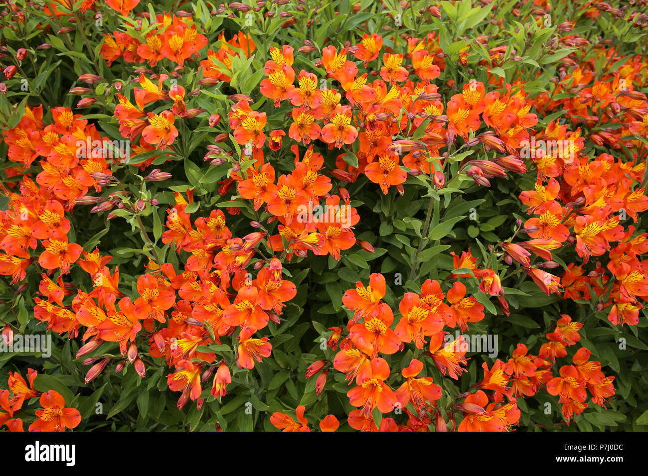 Peruvian Lily (Alstroemeria ' Flaming Star' / Alstroemeriaceae) at the Eden Project, Cornwall. Stock Photo