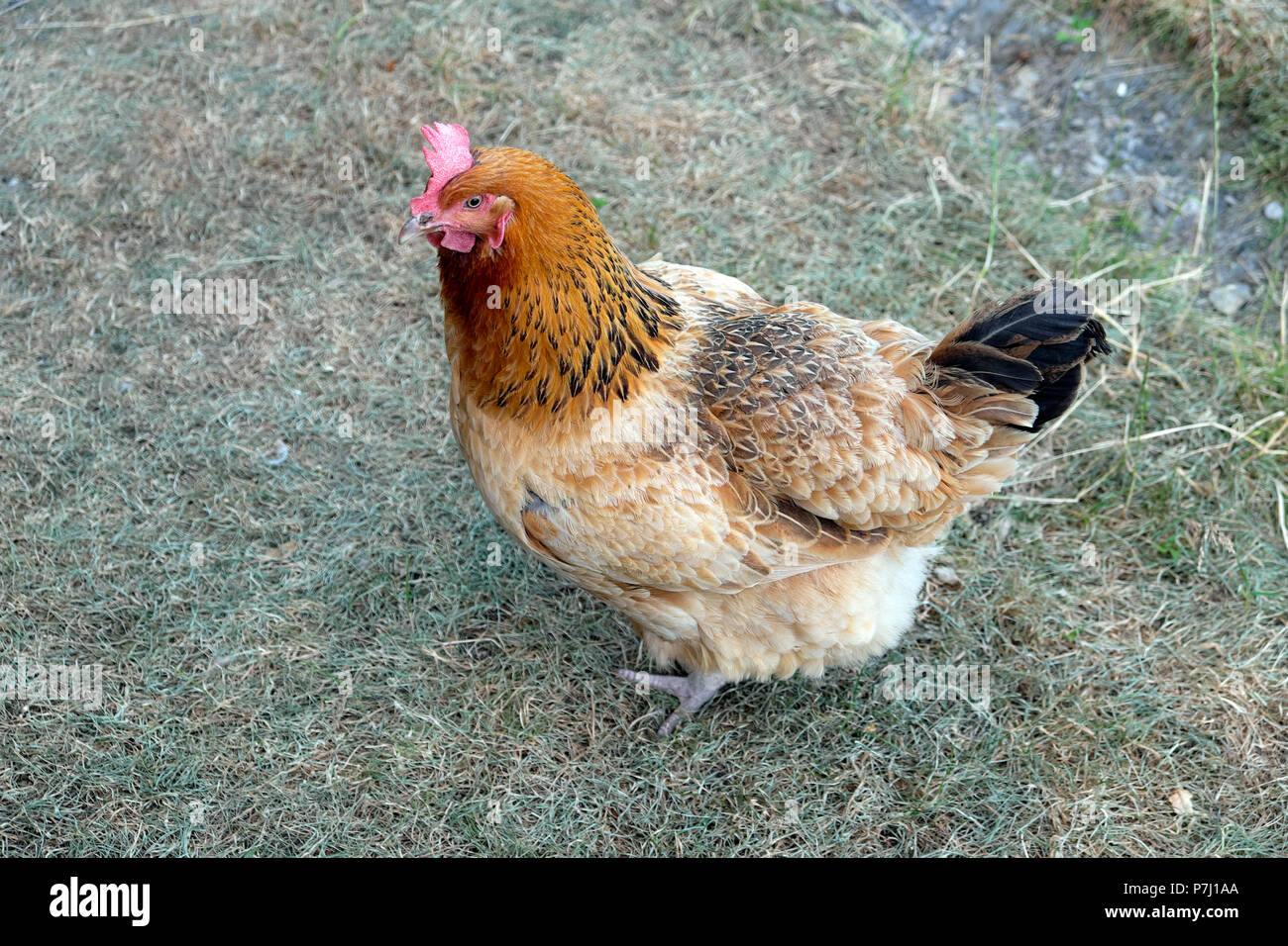 Free range Buff Sussex chicken hen standing on a parched lawn in a country garden in the 2018 summer heatwave rural Wales Britain UK  KATHY DEWITT Stock Photo