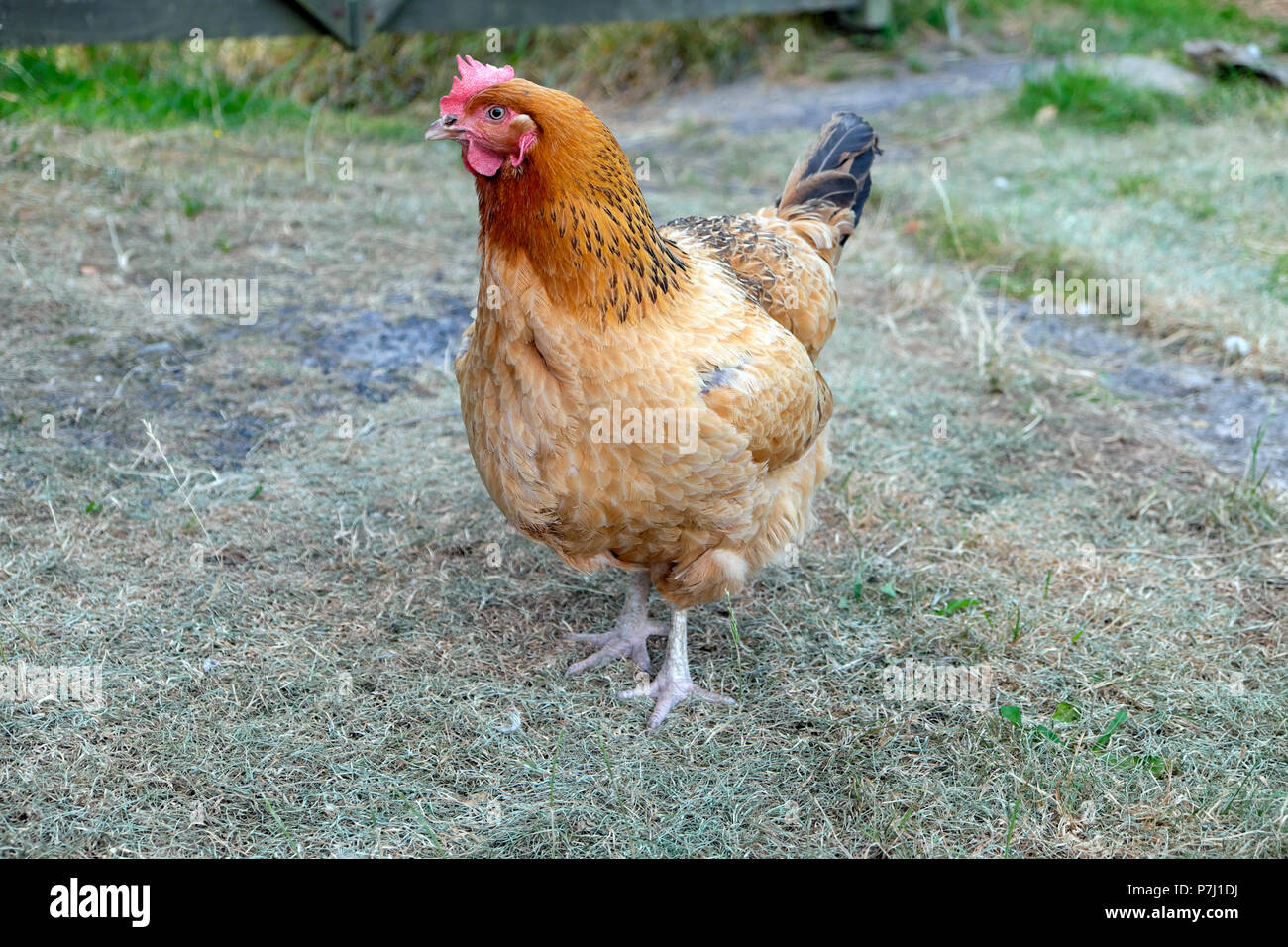 Free range Buff Sussex chicken hen standing on a parched lawn in a
