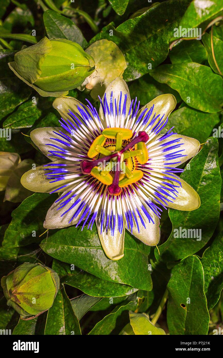 Purple Passion flower Stock Photo Alamy