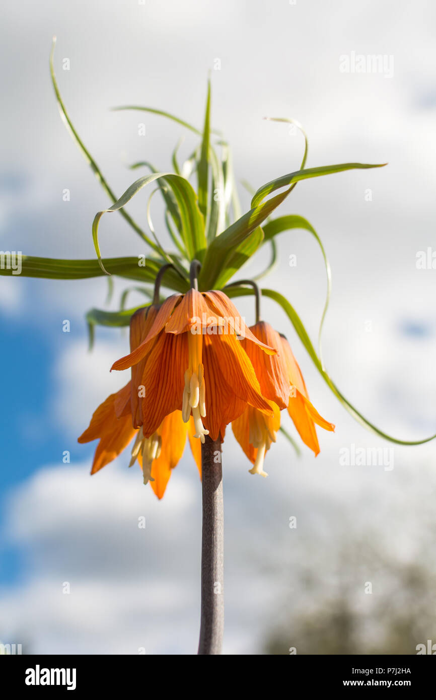 Orange Fritillaria imperialis flower (crown imperial, imperial fritillary or Kaiser's crown) against blue spring sky background. Stock Photo