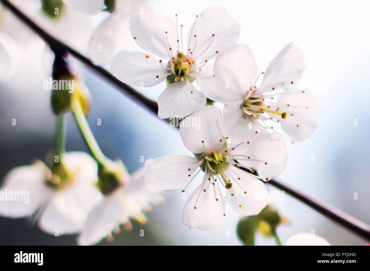 White Cherry flowers or Prunus cerasus flowers, cherry tree blossom. Closeup photo of white cherry flowers, soft focus. Stock Photo