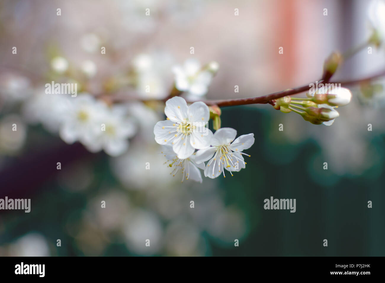White Cherry flowers or Prunus cerasus flowers, cherry tree blossom. Closeup photo of white cherry flowers, soft focus. Stock Photo