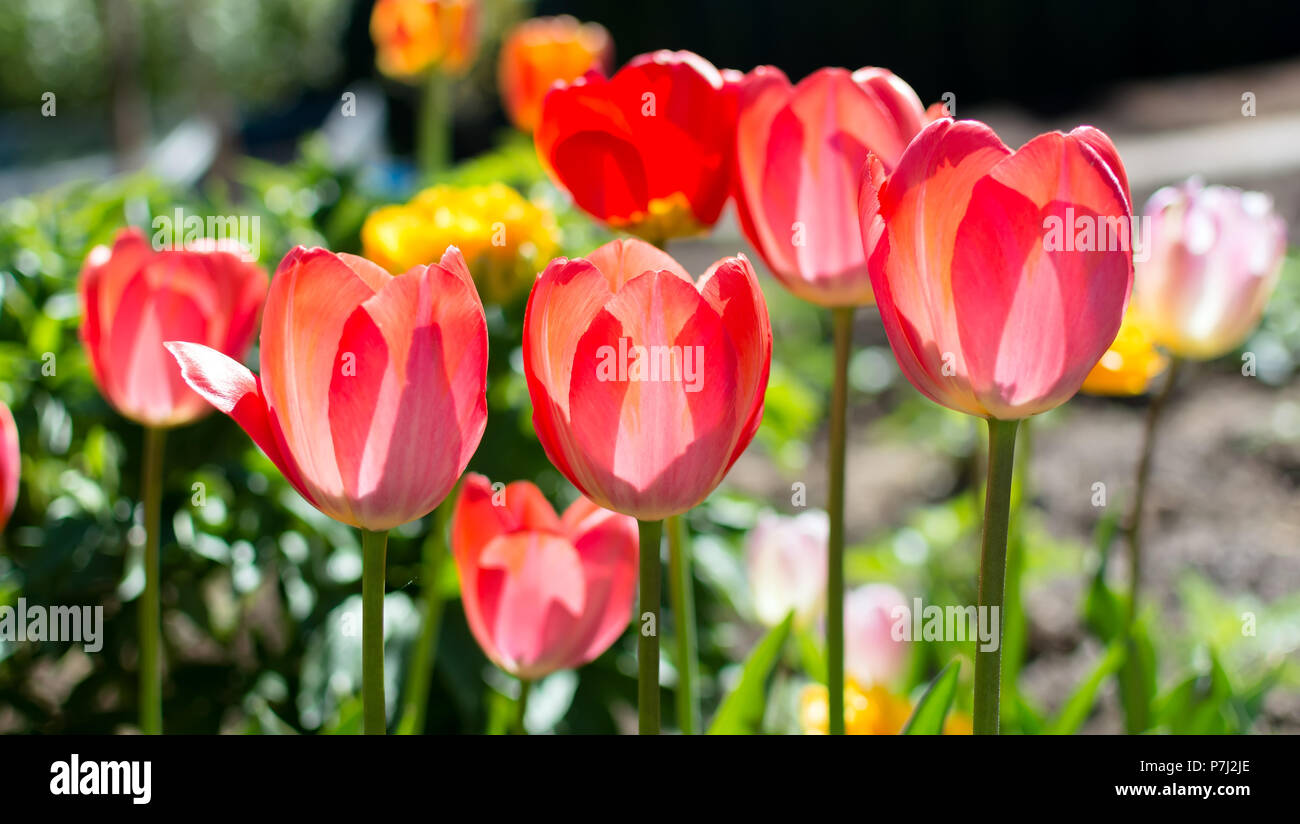 The classic Red Tulips in the garden. Darwin Hybrid Oxford Tulips against the bright spring sun. Red tulips look transparent with the morning sun sife Stock Photo