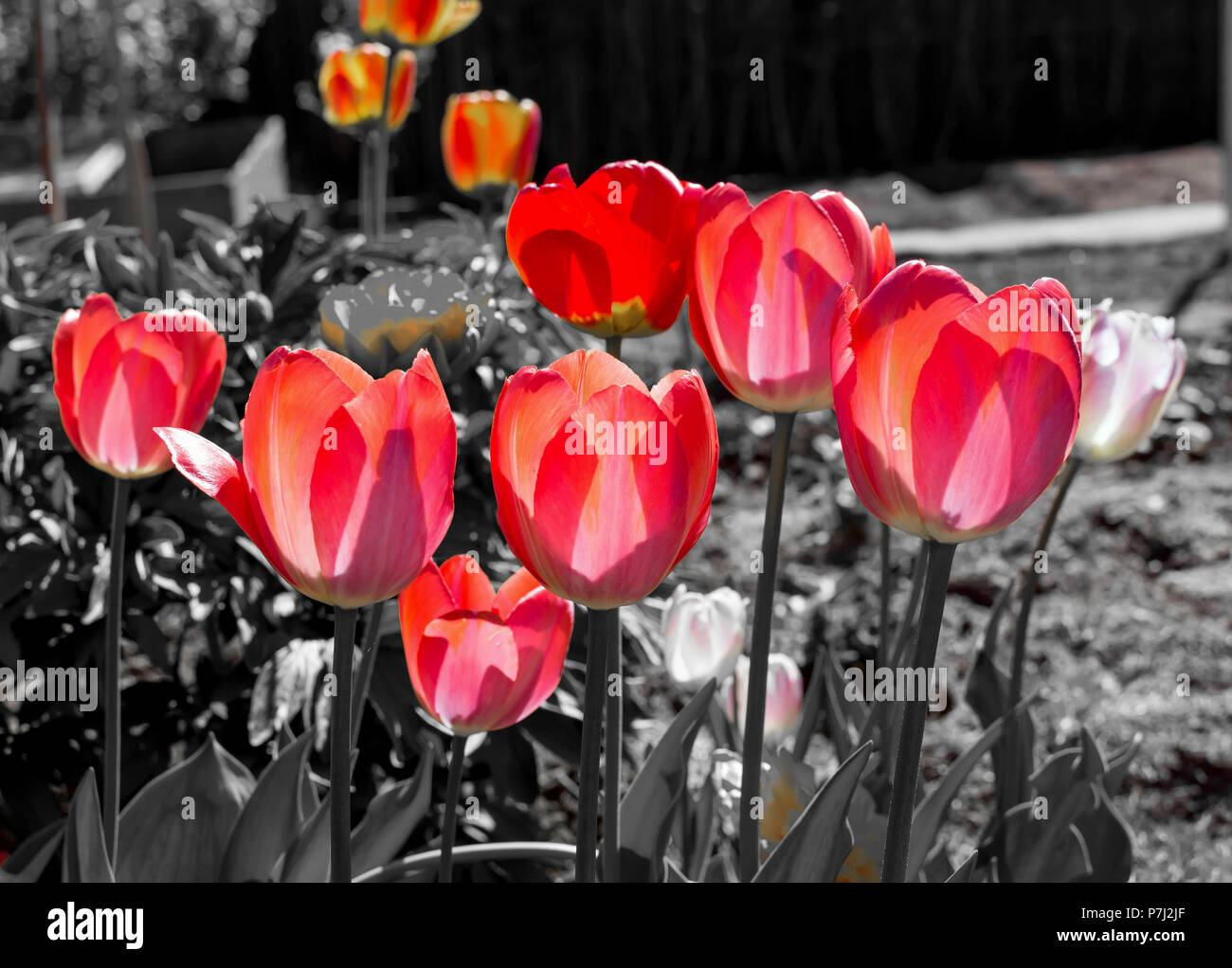 The classic Red Tulips on the black and white background. Darwin Hybrid Oxford Tulips against black and white background. Red tulips look transparent  Stock Photo