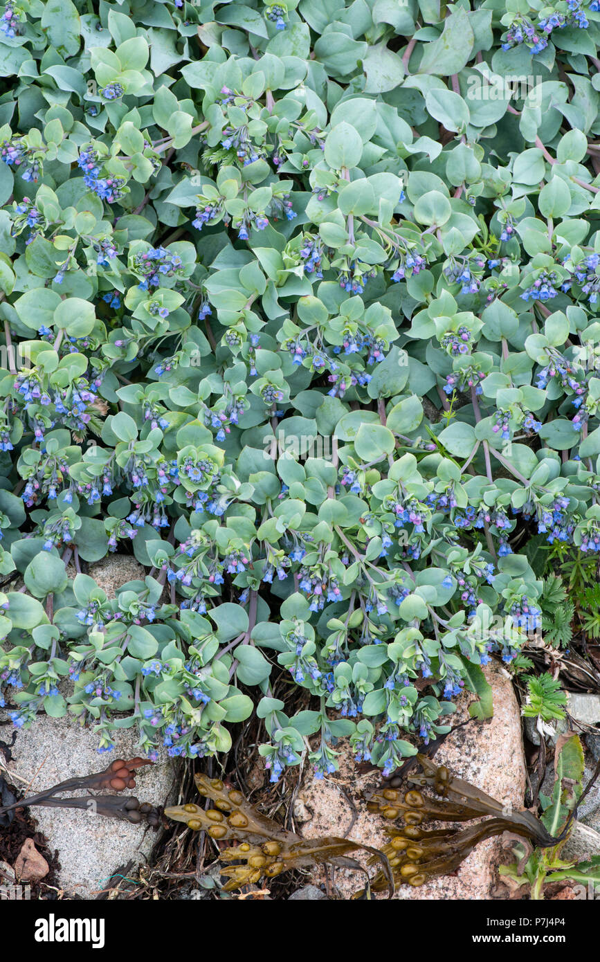 Oyster plant: mertensia maritima. Shetland, uk Stock Photo