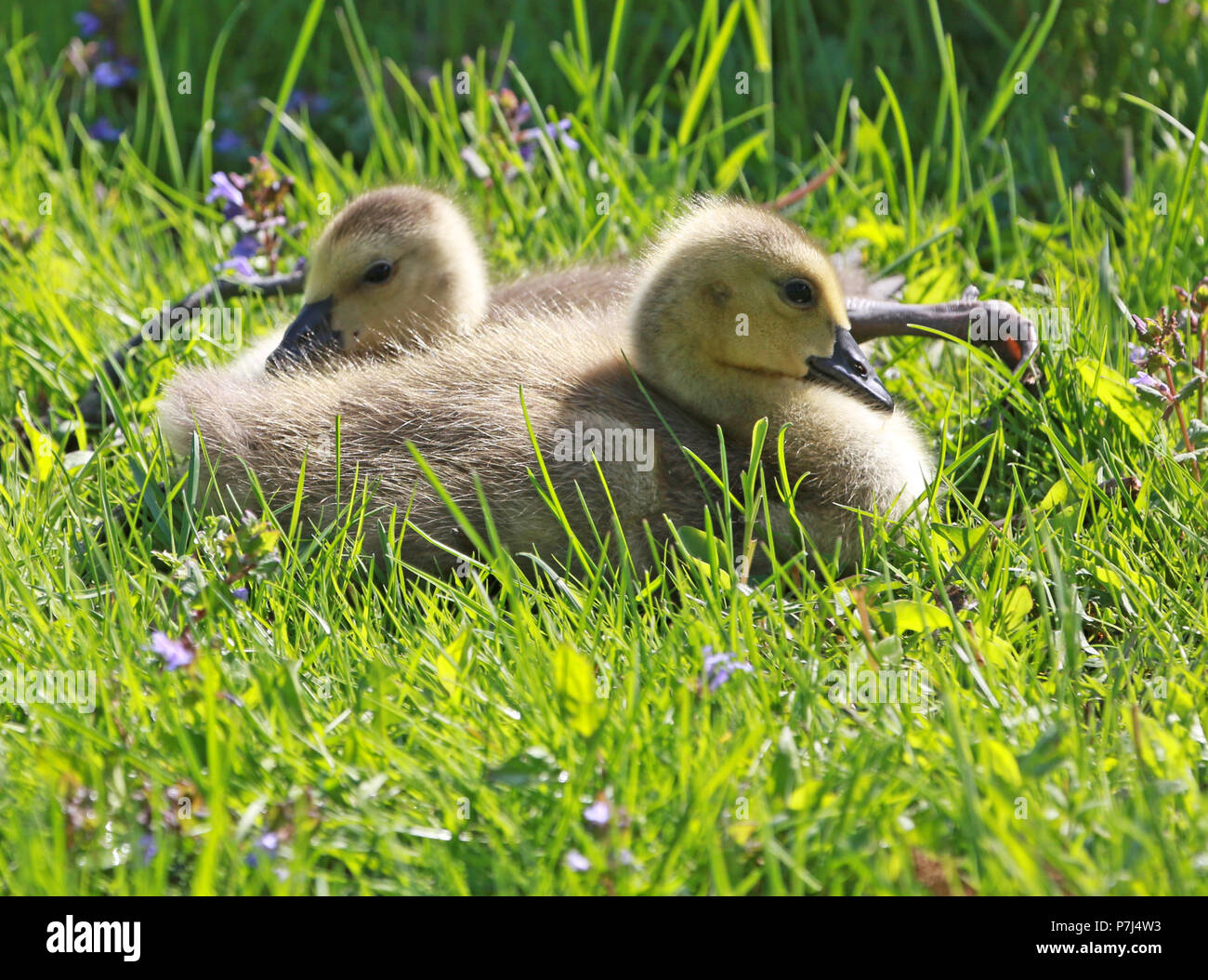 Two goslings facing away from each other, one with outstretched foot patiently waiting for mama to return Stock Photo