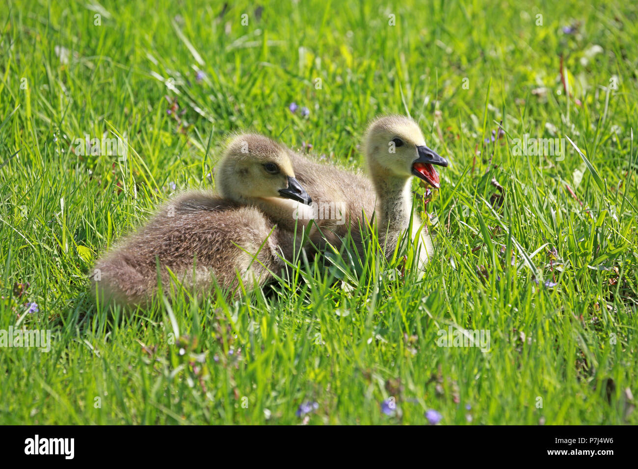 Two goslings, one with mouth open, resting in green grass patiently waiting for mama to return Stock Photo