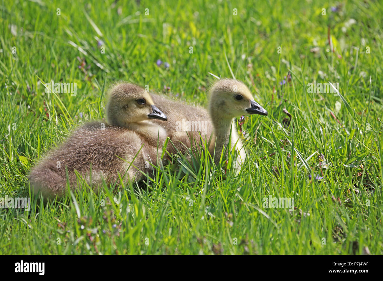 Two goslings relaxing in green grass patiently waiting for mama to return Stock Photo