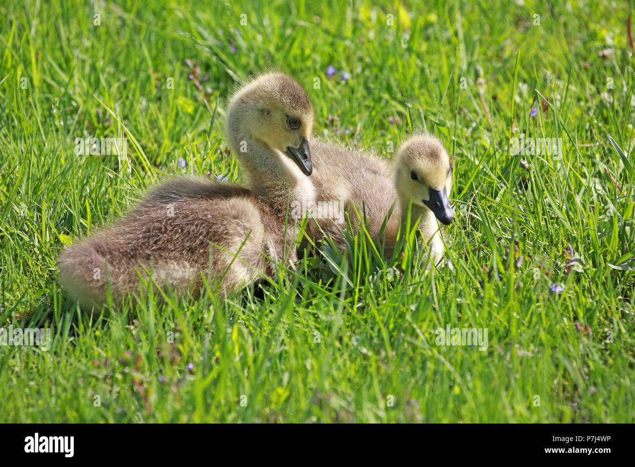Two goslings  in green grass patiently waiting for mama to return Stock Photo