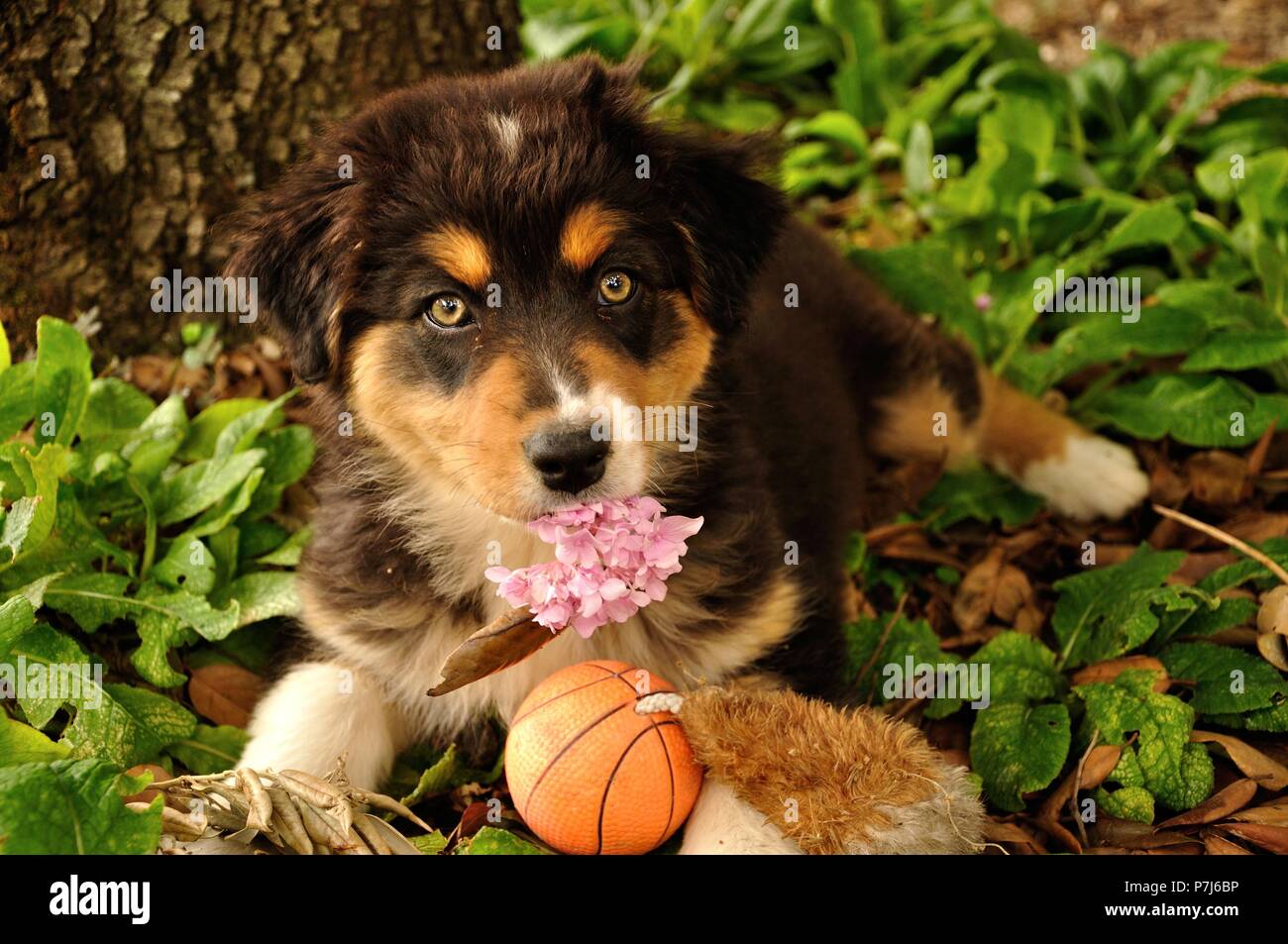 12269472 - puppy dog with pink flower Stock Photo