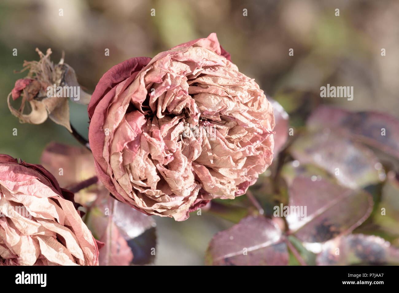 Pastel color outdoor nature flower image of a fading rose blossom on ...