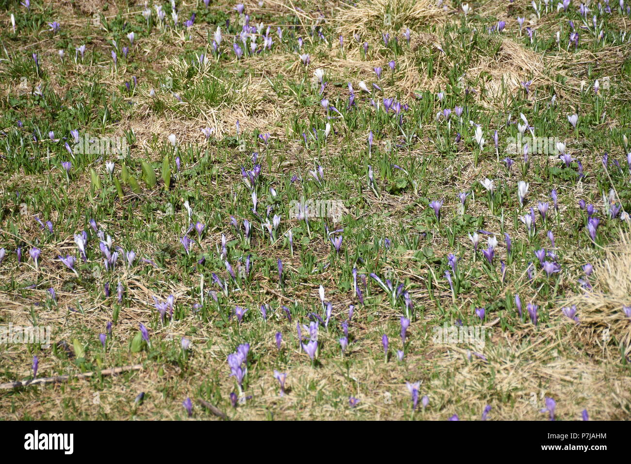 Krokus Schwertlilien Frühling Alpen Stock Photo