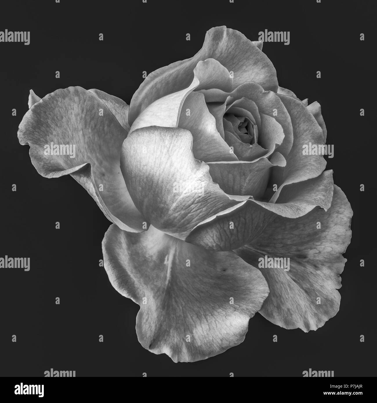Monochrome fine art still life floral macro flower image of a single isolated flowering blooming rose blossom on dark gray background,detailed Stock Photo