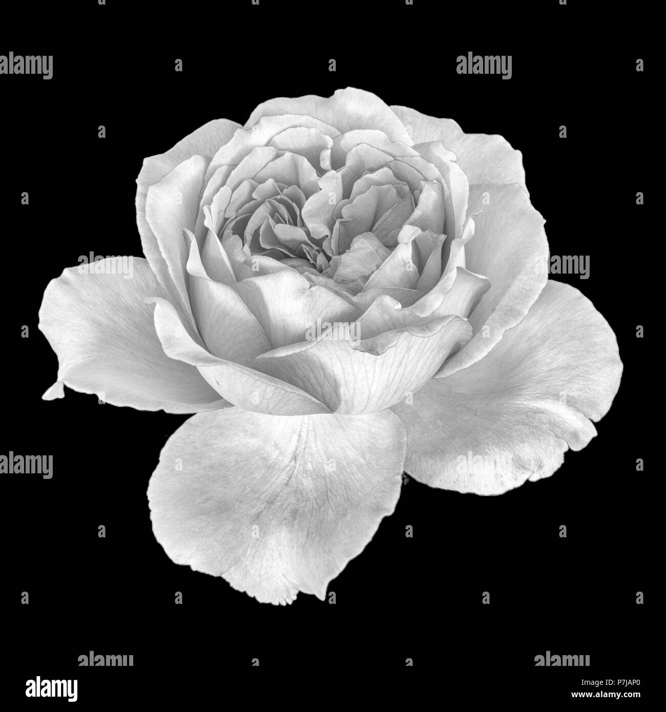 Monochrome fine art still life floral macro flower image of a single isolated white flowering blooming rose blossom, black background,detailed texture Stock Photo