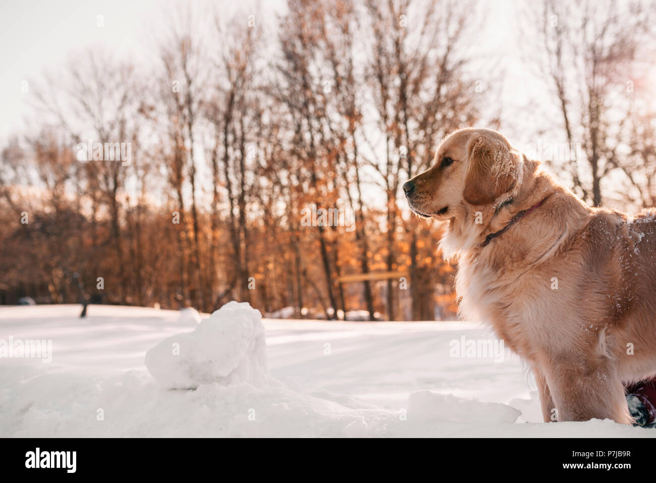 Golden retriever dog standing in the snow Stock Photo - Alamy
