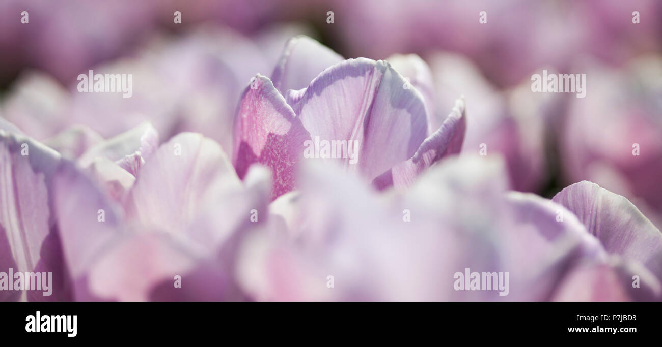 Tulip flowers close up Stock Photo - Alamy