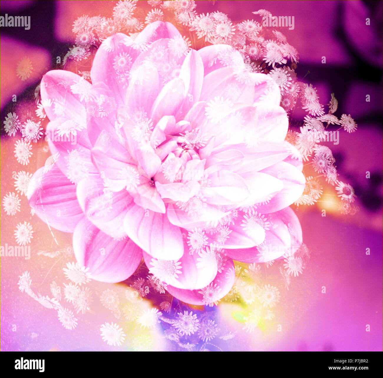 Mauve white dahlia hi-res stock photography and images - Alamy