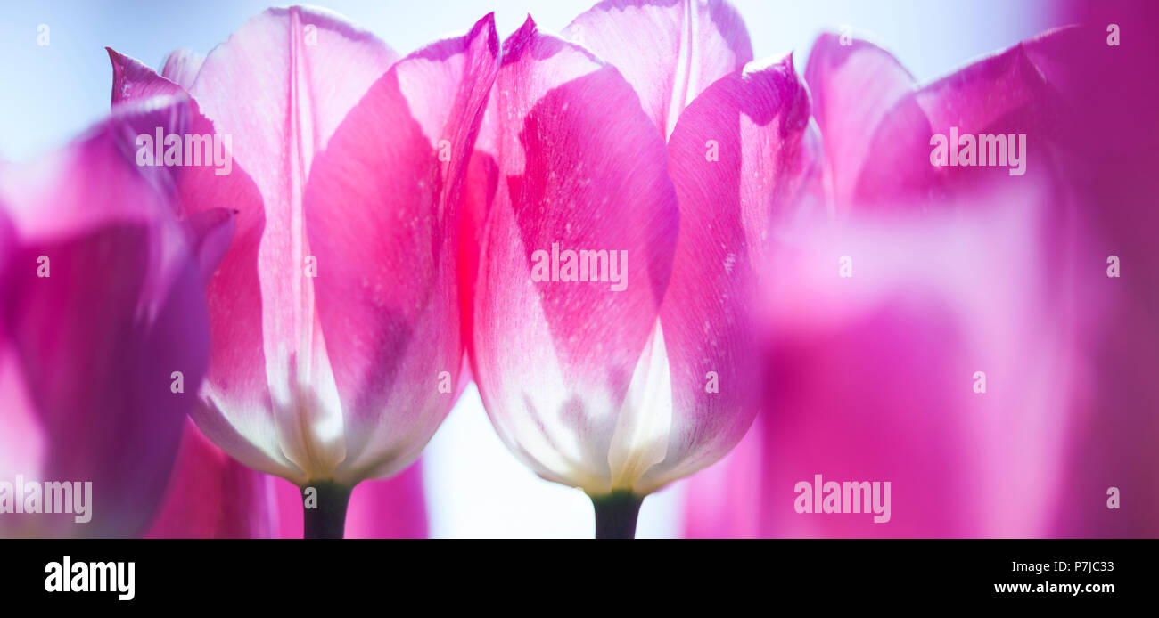 Tulip flowers close up Stock Photo Alamy