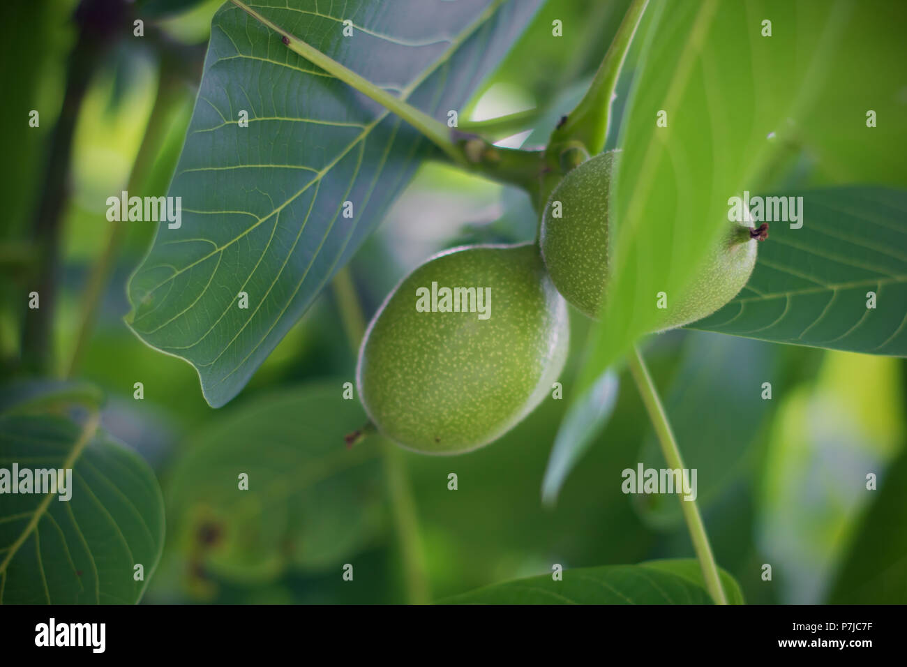 Green walnuts growing on a tree Stock Photo Alamy