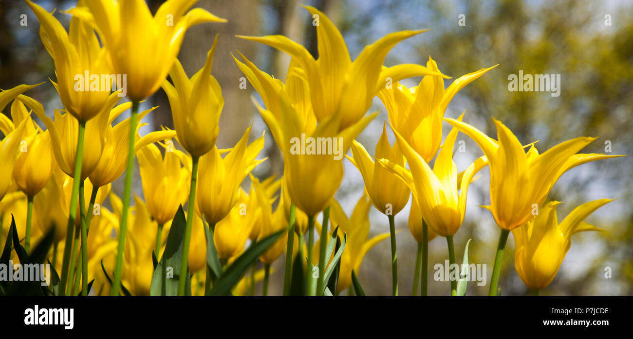 Tulip flowers close up Stock Photo - Alamy