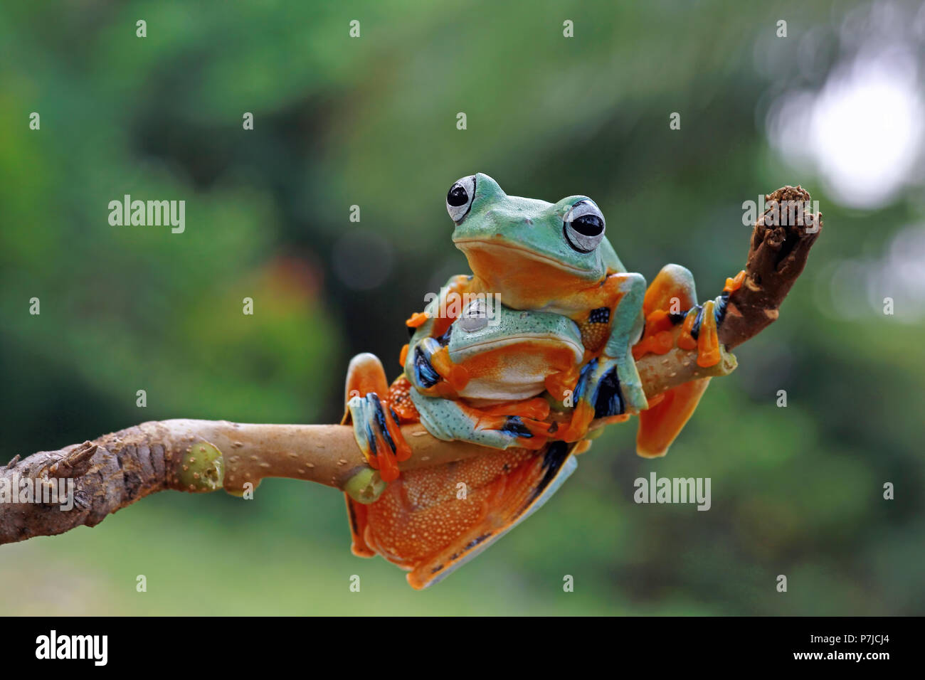 Two Javan tree frogs on a branch Stock Photo - Alamy