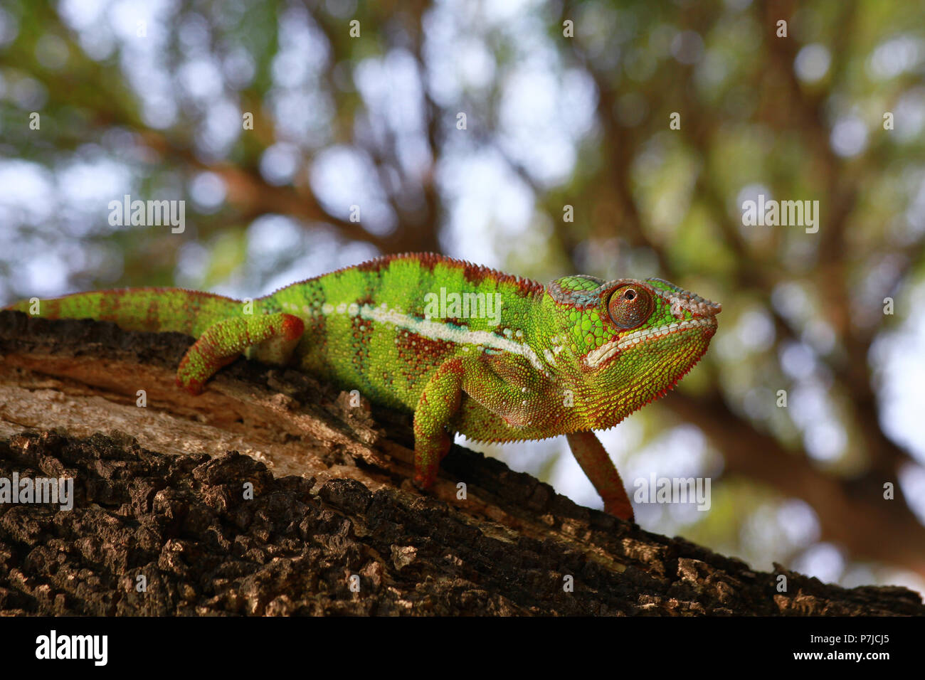 Chameleon panther on branch Stock Photo