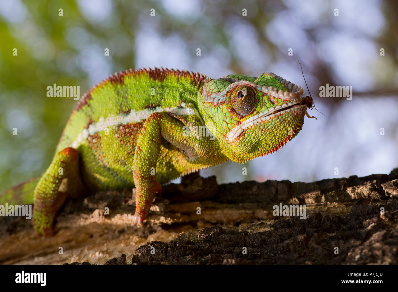 Chameleon panther on branch Stock Photo