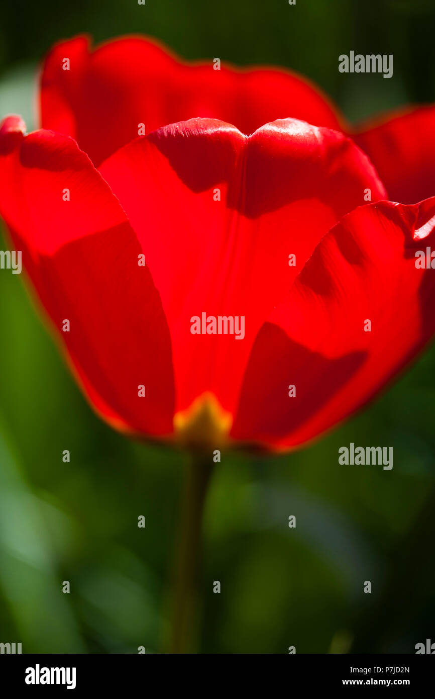 Tulip flowers close up Stock Photo - Alamy