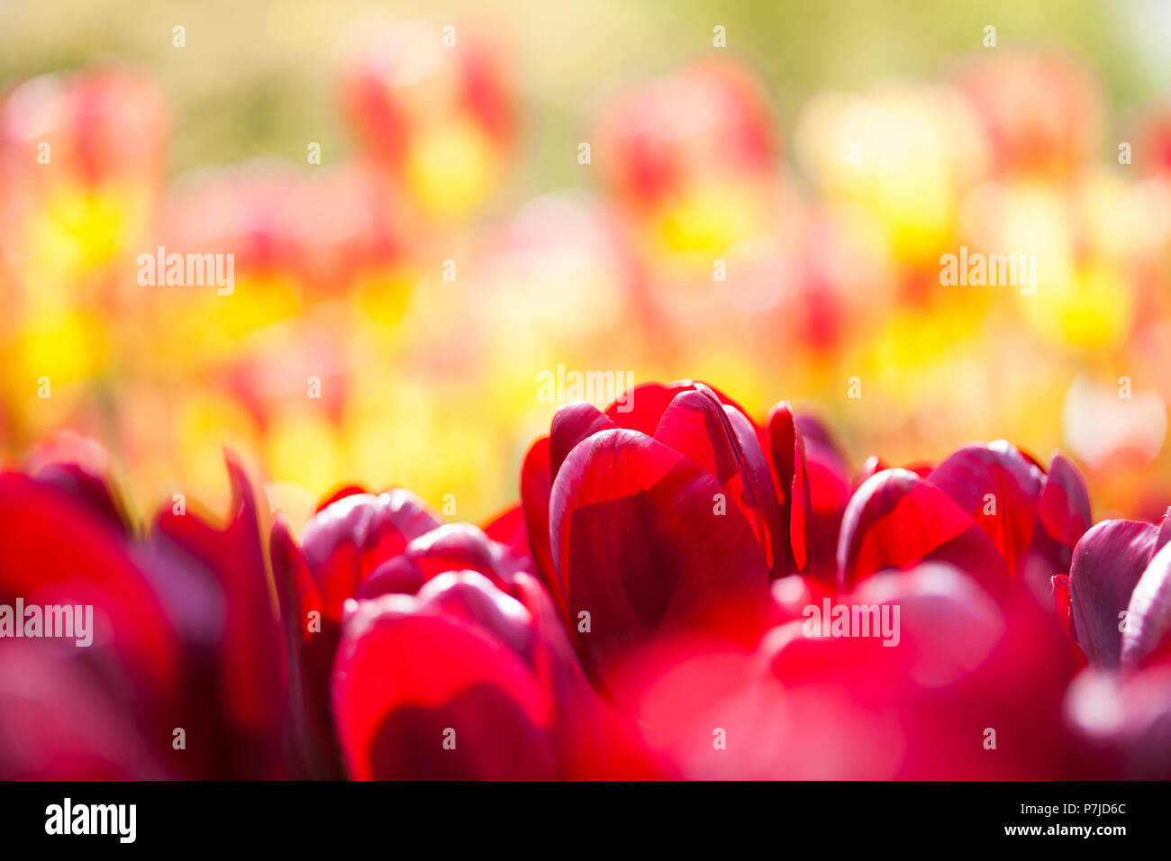 Tulip flowers close up Stock Photo - Alamy