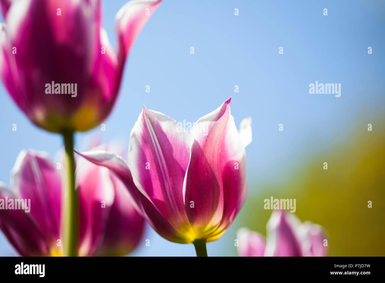 Tulip flowers close up Stock Photo - Alamy