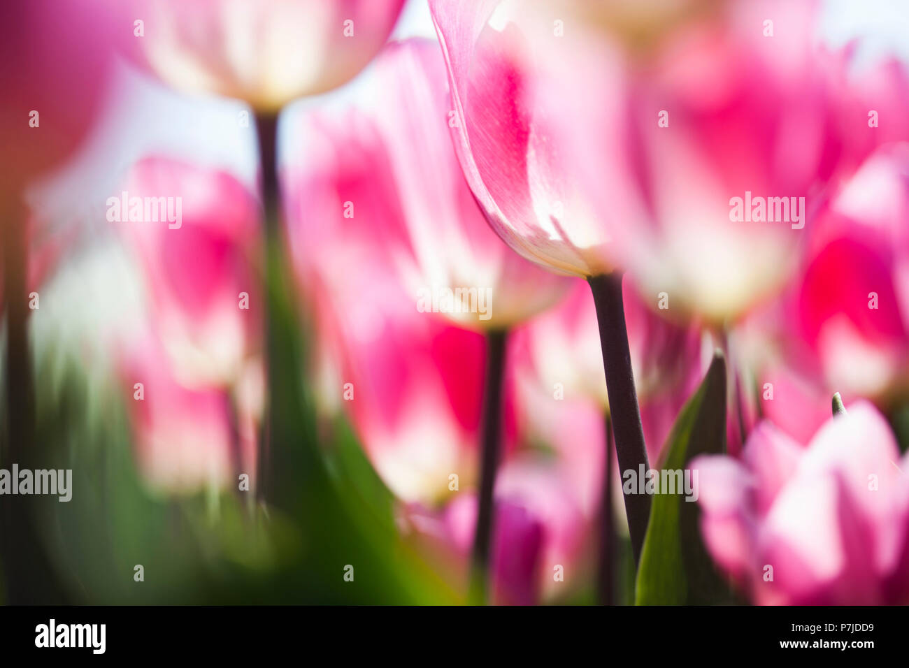 Tulip flowers close up Stock Photo Alamy