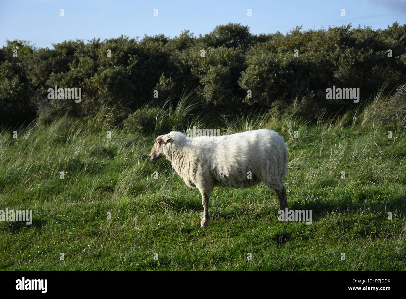Schafe auf einer Weide Stock Photo