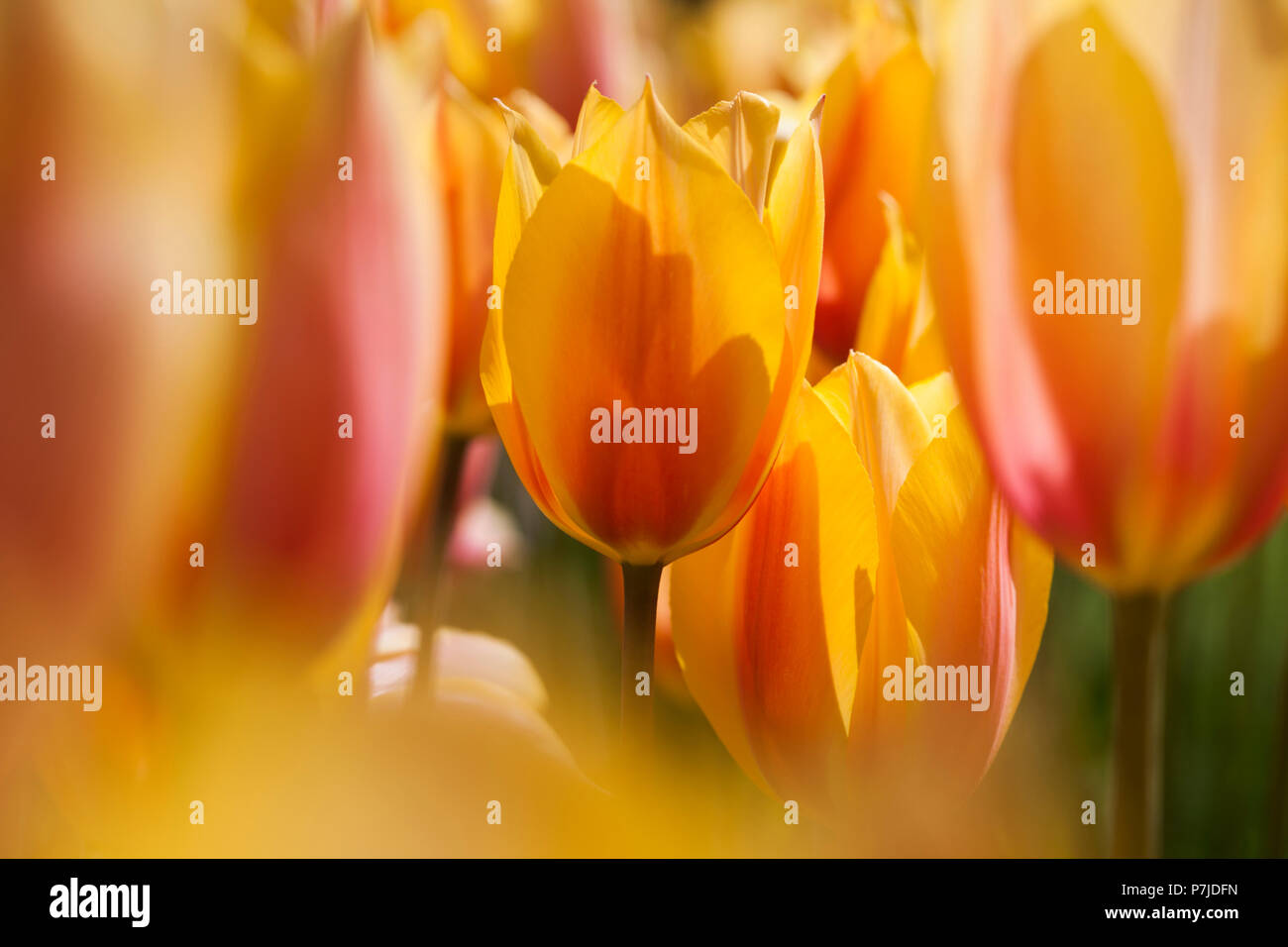 Tulip flowers close up Stock Photo Alamy