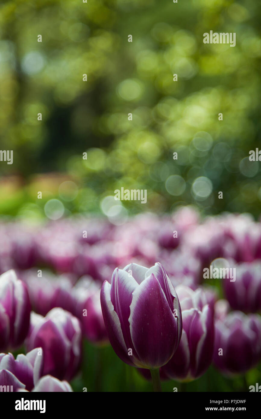 Tulip flowers close up Stock Photo - Alamy